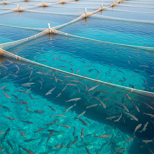 Clean fish farm showing healthy fishes with ozone for aquaculture use
